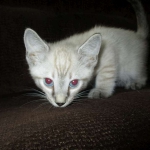 Gandolf, Savannah, F-7B, Snow, Male DOB 6-8-17