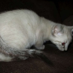 Gandolf, Savannah, F-7B, Snow, Male DOB 6-8-17