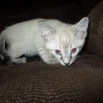 Gandolf, Savannah, F-7B, Snow, Male DOB 6-8-17