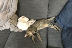 Ragnar Savannah F-7B Flame point snow Male DOB 7-29-16