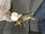 Ragnar Savannah F-7B Flame point snow Male DOB 7-29-16
