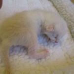 savannah, white, male DOB 7-29-16