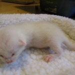 savannah, white, male DOB 7-29-16