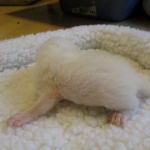 savannah, white, male DOB 7-29-16