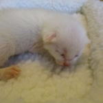 savannah, white, male DOB 7-29-16