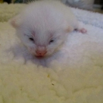 savannah, white, male DOB 7-29-16