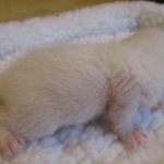 savannah, white, male DOB 7-29-16