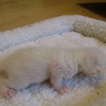 savannah, white, male DOB 7-29-16