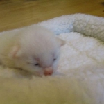 savannah, white, male DOB 7-29-16