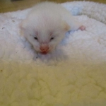 savannah, white, male DOB 7-29-16