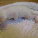 savannah, white, male DOB 7-29-16