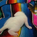 savannah, white, male DOB 7-29-16