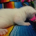 savannah, white, male DOB 7-29-16