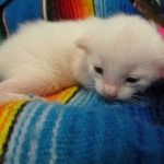 savannah, white, male DOB 7-29-16