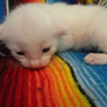 savannah, white, male DOB 7-29-16