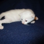 savannah, white, male DOB 7-29-16