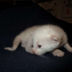 savannah, white, male DOB 7-29-16