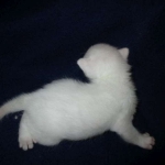 savannah, white, male DOB 7-29-16