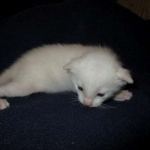 savannah, snow flame point, male DOB 7-29-16