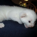 savannah, white, male DOB 7-29-16