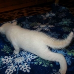 savannah, snow flame point, male DOB 7-29-16