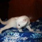 savannah, snow flame point, male DOB 7-29-16