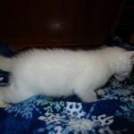 savannah, snow flame point, male DOB 7-29-16