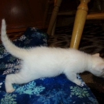 savannah, snow flame point, male DOB 7-29-16