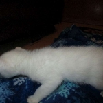 savannah, snow flame point, male DOB 7-29-16