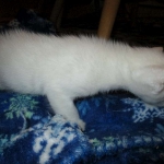 savannah, snow flame point, male DOB 7-29-16