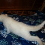 savannah, snow flame point, male DOB 7-29-16