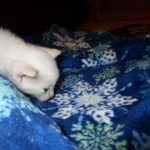 savannah, snow flame point, male DOB 7-29-16