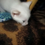 savannah, snow flame point, male DOB 7-29-16