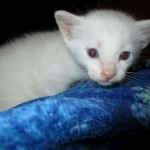 savannah, snow flame point, male DOB 7-29-16