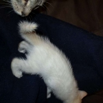 savannah, snow flame point, male DOB 7-29-16