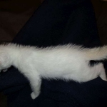 savannah, snow flame point, male DOB 7-29-16