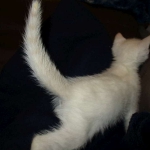 savannah, snow flame point, male DOB 7-29-16