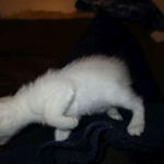 savannah, snow flame point, male DOB 7-29-16