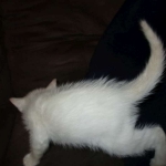 savannah, snow flame point, male DOB 7-29-16