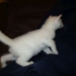 savannah, snow flame point, male DOB 7-29-16