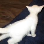 savannah, snow flame point, male DOB 7-29-16