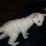 savannah, snow flame point, male DOB 7-29-16