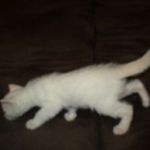 savannah, snow flame point, male DOB 7-29-16