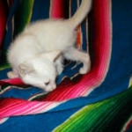 savannah, white, male DOB 7-29-16