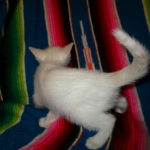 savannah, white, male DOB 7-29-16