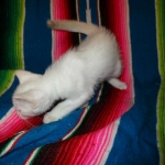 savannah, white, male DOB 7-29-16