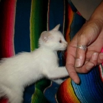 savannah, white, male DOB 7-29-16