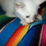 savannah, white, male DOB 7-29-16