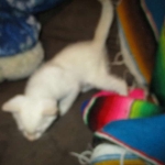 savannah, white, male DOB 7-29-16