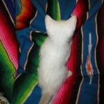 Ragnar savannah, flame point, male DOB 7-29-16